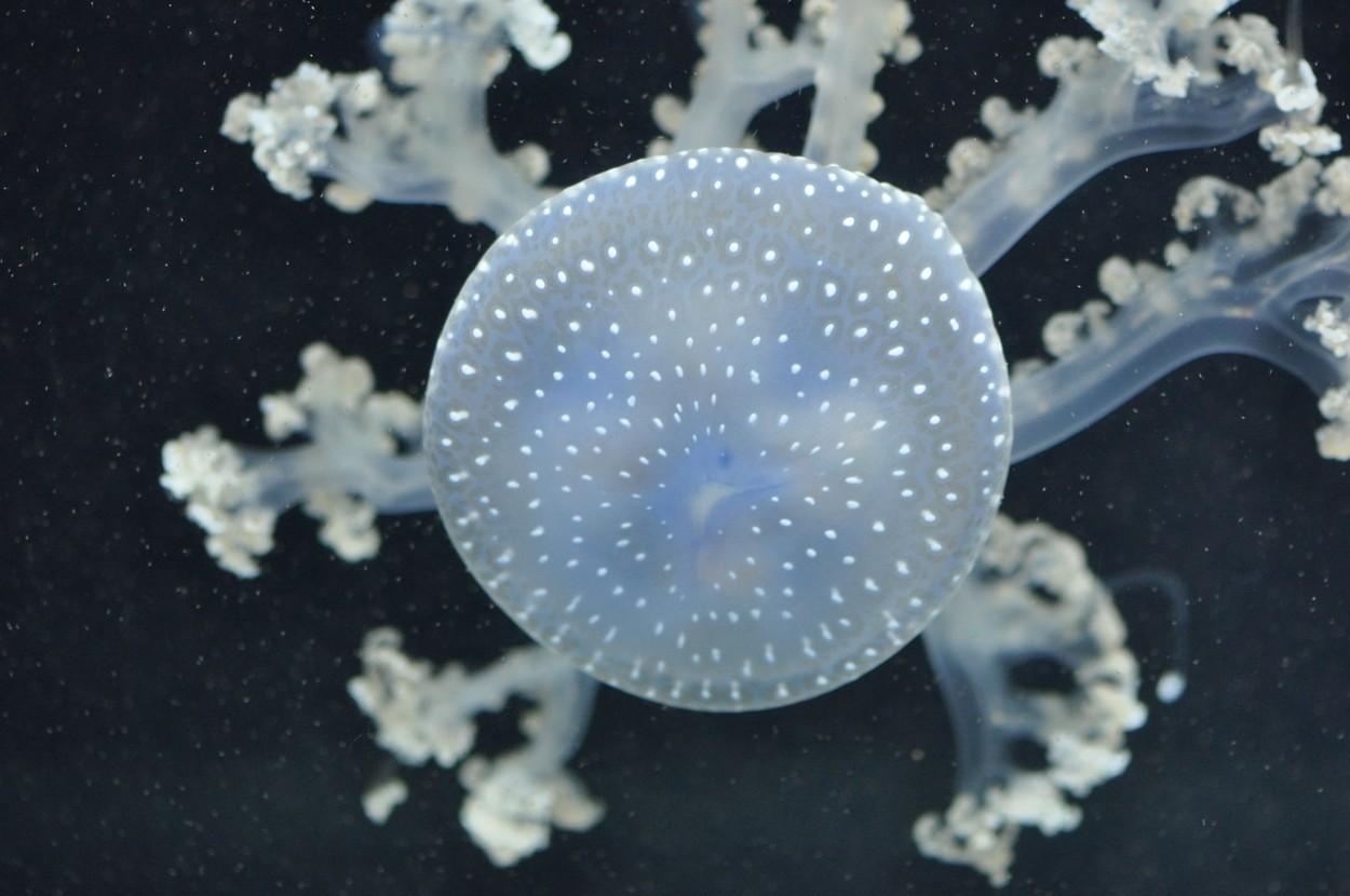 meduza australiana