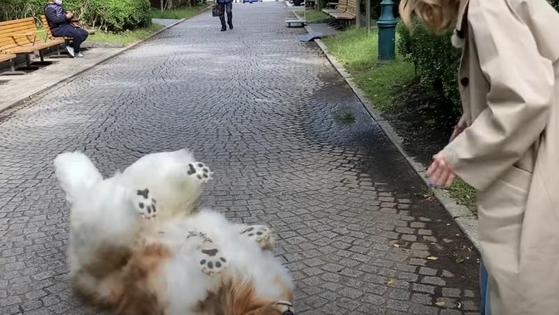 Bărbatul transformat în câine, filmat la prima plimbare în parc. S-a jucat cu alți patrupezi și a făcut trucuri pentru recompense
