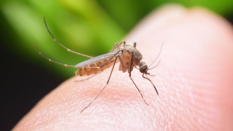 Cum faci mușcătura de țânțar să dispară în doar câteva minute. Ai în casă tot ce ai nevoie
