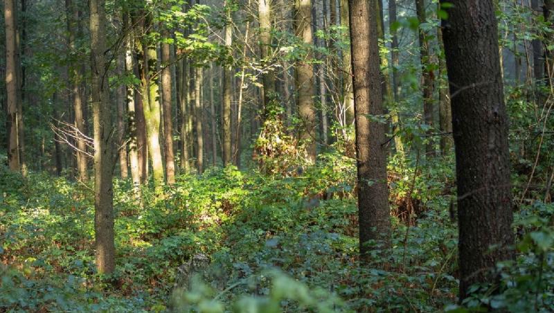 Iluzie optică virală! Crezi că găsești fotograful din pădure? Unde se află acesta, de fapt. Iată răspunsul