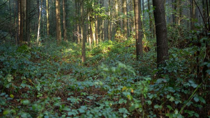 O imagine cu un fotograf camuflat în pădure s-a transformat într-o iluzie optică virală