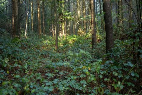 Iluzie optică virală! Crezi că găsești fotograful din pădure? Unde se află acesta, de fapt. Iată răspunsul