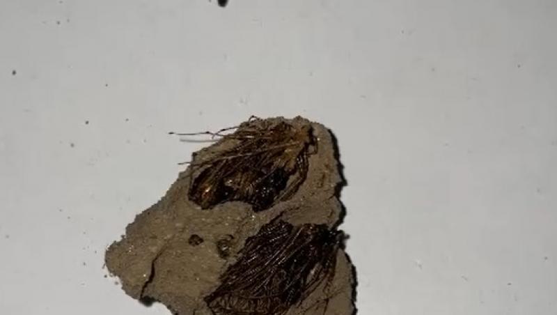 Bărbatul a descoperit un bulgăre de noroi, dar când l-a spart a fost uimit