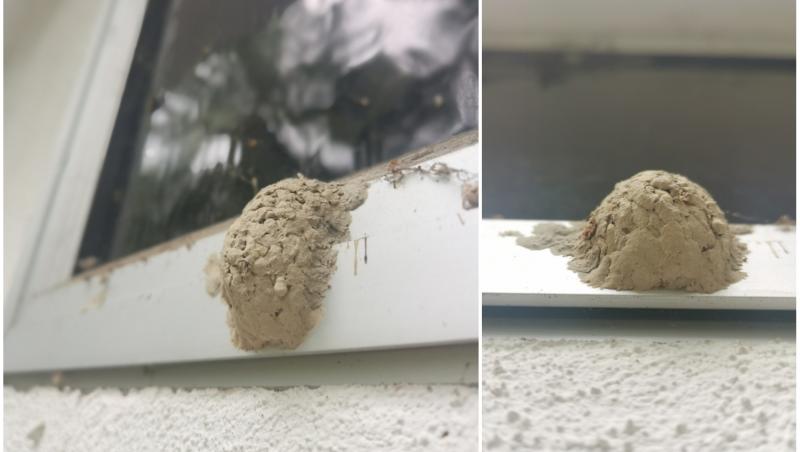 imagini cu un cuib de viespi de noroi