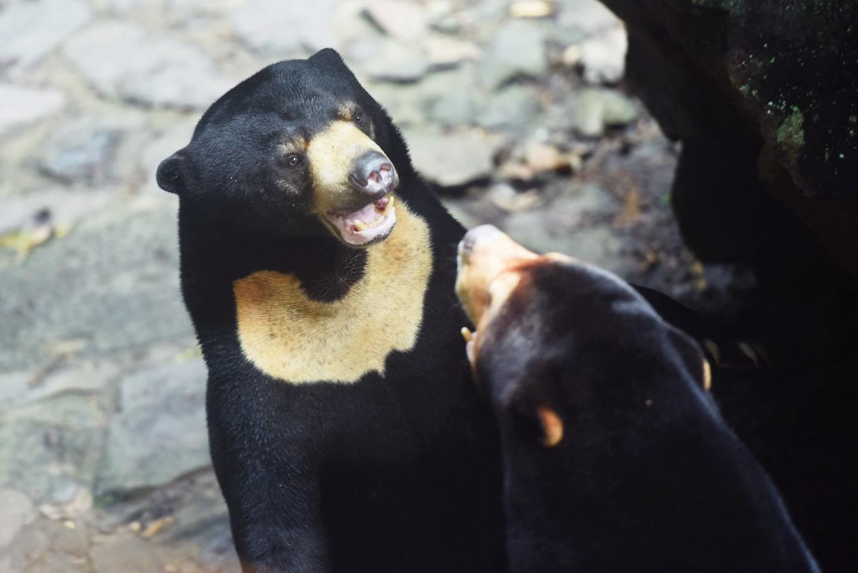 Filmuleț bizar, cu un urs care „pare fals”, a devenit viral. Grădina zoologică, acuzată de turiști că a îmbrăcat un om în costum