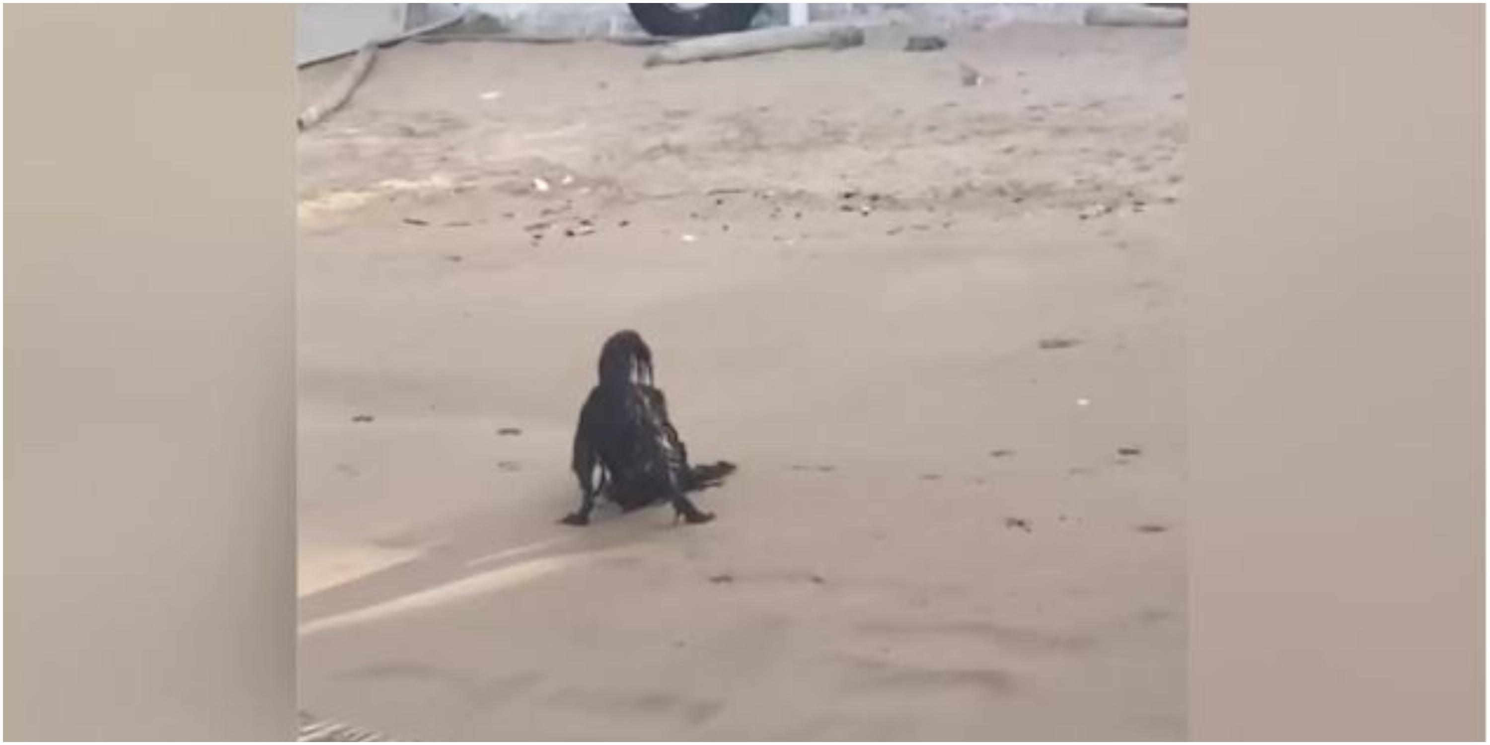un catel negru pe plaja