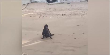 Creatura bizară, care stă liniștită pe plajă, i-a speriat pe mulți internauți. Au descoperit mai târziu ce era, de fapt, animalul