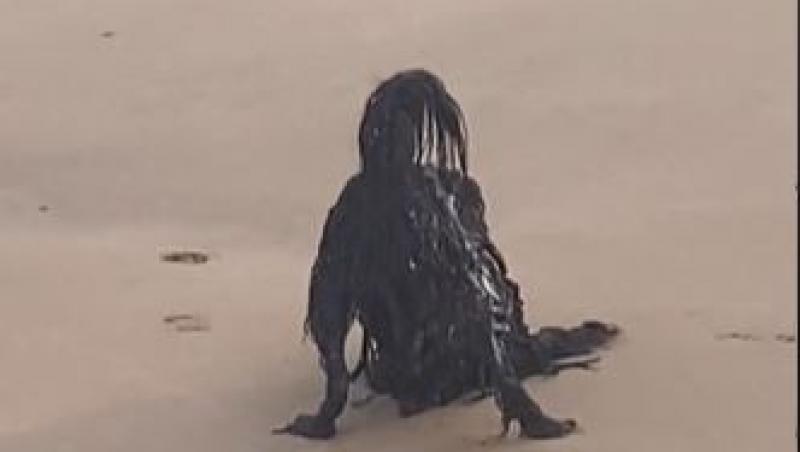 Creatura bizară, care stă liniștită pe plajă, i-a speriat pe mulți internauți. Au descoperit mai târziu ce era, de fapt, animalul