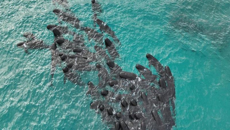 Momentul ireal în care aproape 100 de balene formează o inimă în largul oceanului, înainte de un sfârșit tragic. Ce a urmat
