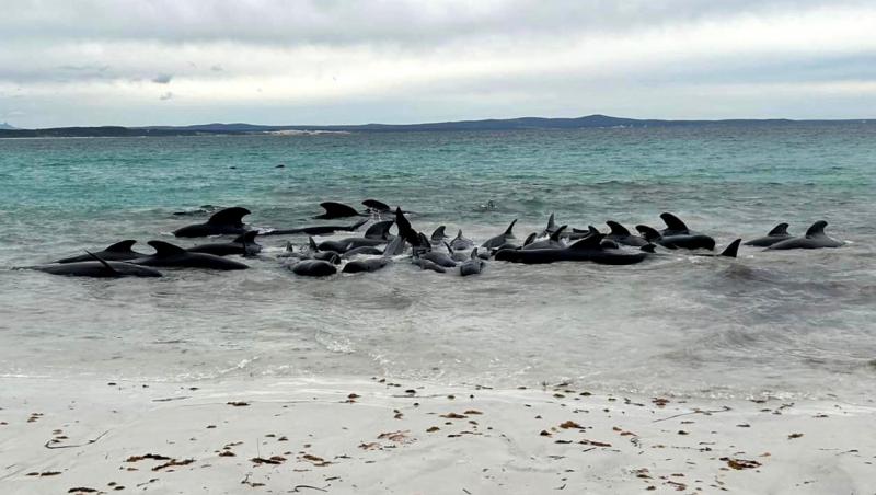 Momentul ireal în care aproape 100 de balene formează o inimă în largul oceanului, înainte de un sfârșit tragic. Ce a urmat