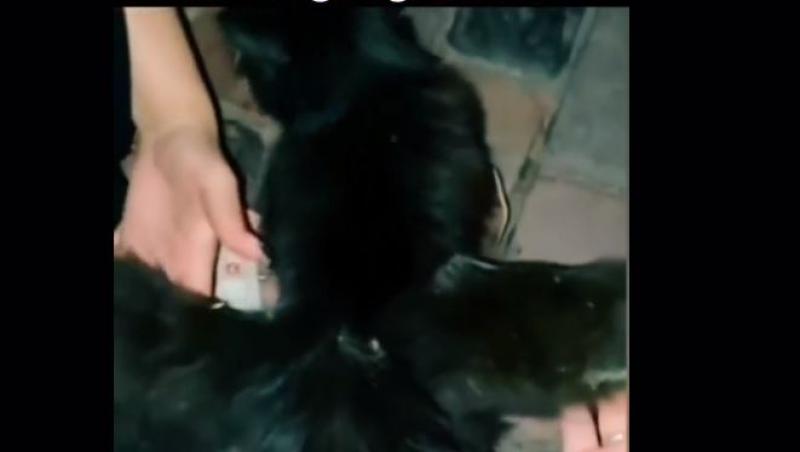 O femeie a găsit o pisică cu aripi. Cum arată animalul bizar care a uimit internetul | VIDEO