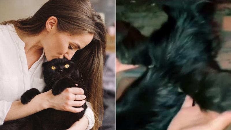 colaj de imagini cu o pisica neagra cu aripi