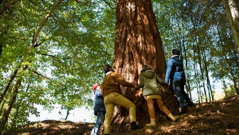 Arborele Vieții este pe cale să dispară din cauza neglijenței turiștilor