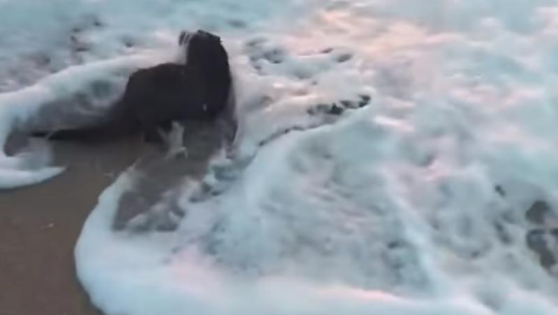 Eveniment rar! Un animal ciudat a fost surprins pe plaja din Eforie Nord | VIDEO. Ce este 