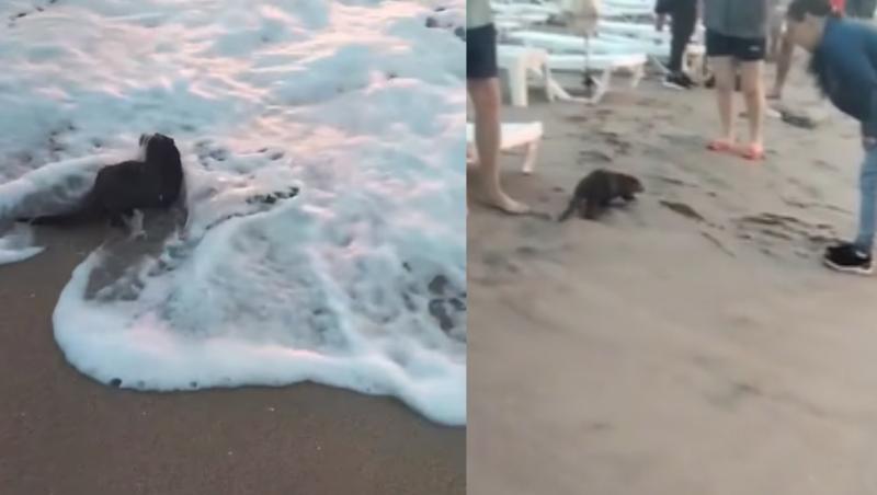 Eveniment rar! Un animal ciudat a fost surprins pe plaja din Eforie Nord | VIDEO. Ce este 