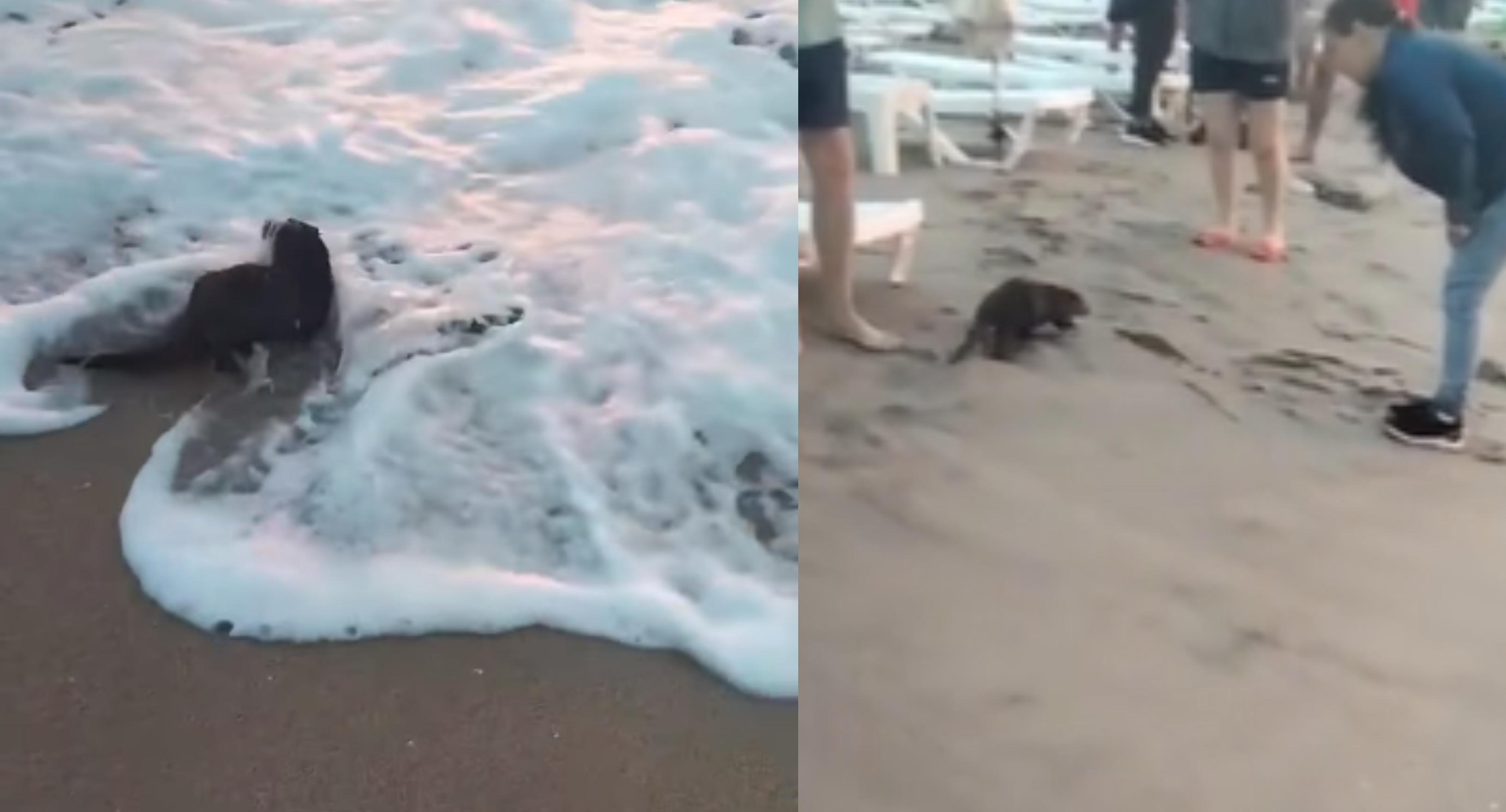 Eveniment rar! Un animal ciudat a fost surprins pe plaja din Eforie Nord | VIDEO. Ce este "vizitatorul" năstrușnic ce a surprins