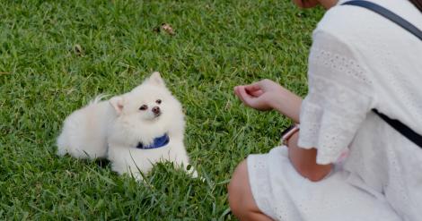 O femeie și-a cumpărat un pui de câine, dar apoi a descoperit ce „secret” ascundea animalul, de fapt. Ce a aflat