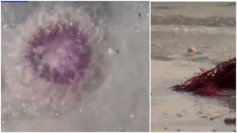 Creatura bizară care a fost văzută când s-a ascuns în nisip, pe plajă. O femeie a împins-o, în timp ce o filma. Ce a urmat apoi
