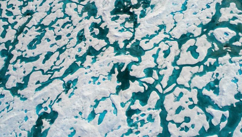 O imagine cu un urs polar pe blocuri de gheață s-a transformat într-o iluzie optică virală