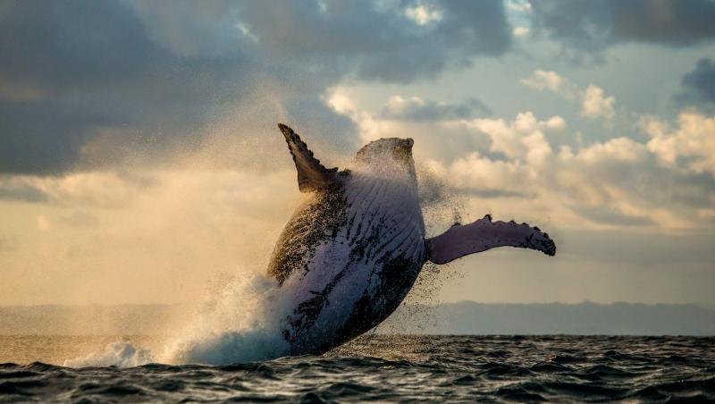 imagine cu o balena in ocean