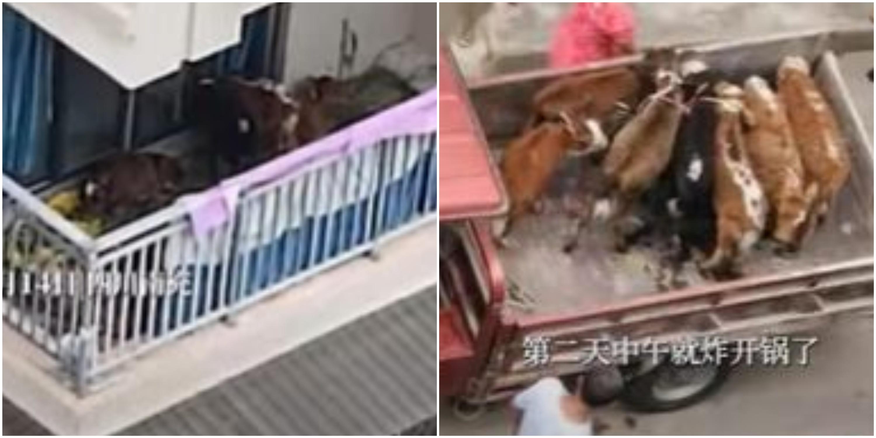Un bărbat a reușit să-și aducă 7 vaci în propriul balcon. Vecinii, deranjați, au chemat imediat poliția