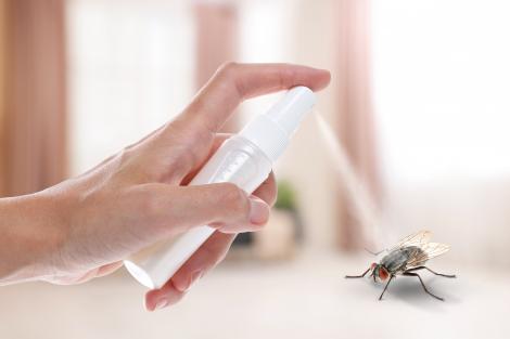 Cum scapi de musculițele din casă și de insecte fără spray-uri chimice. Ingredientele care se găsesc în casa oricui