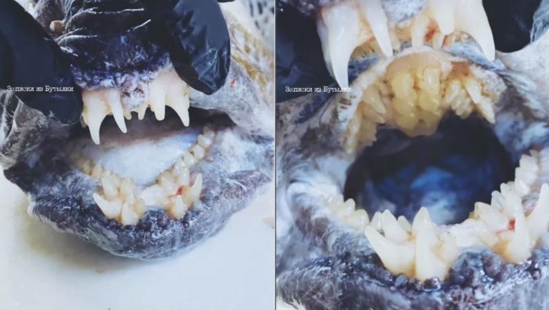 Roman Fedortsov, un pescar din Rusia, caută creaturi necunoscute și postează imaginile cu vietățile găsite. Cea mai recentă ”comoară” descoperită e o vietate cu mai multe rânduri de dinți.