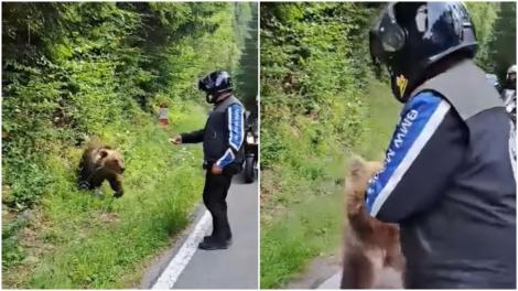 Momentul în care un turist care mergea pe motocicletă se oprește să hrănească un urs pe Transfăgărăşan. A scăpat la limită de atac