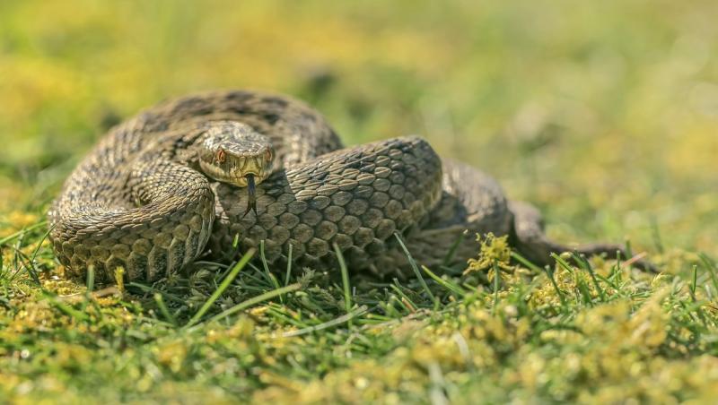 Ghinionul în formă dublă. O femeie a fost rănită după ce un şoim a scăpat un şarpe pe ea și ambele animale au atacat-o | VIDEO