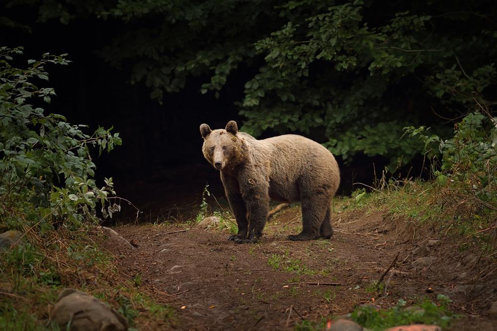 Momentul în care un urs ia cina alături de o vulpe, filmat într-o stațiune din România. Clipul a fost postat în mediul online