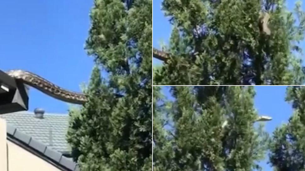 Creatura de aproape 5 metri văzută într-un copac din apropierea unei case. „Chemați armata”