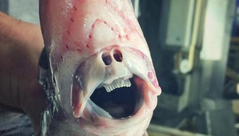 Creatura înspăimântătoare cu nas uman și dinți ascuțiți. Ce este vietatea „extraterestră” care deține o armă letală în coadă