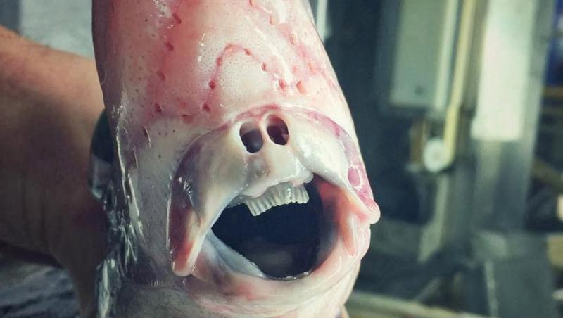 imagine cu o creatură marină înspăimântătoare cu nas uman și dinți ascuțiți