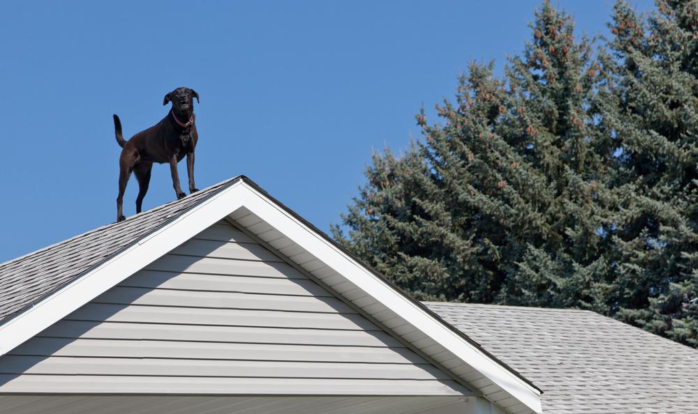 imagine cu un caine negru stand pe acoperis