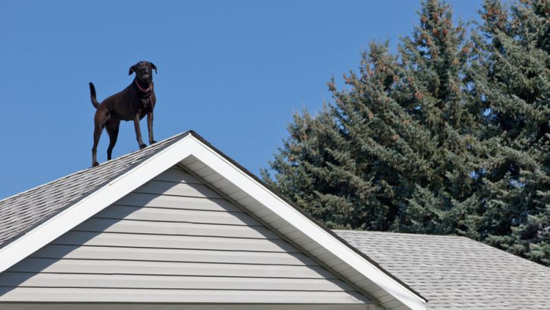 imagine cu un caine negru stand pe acoperis