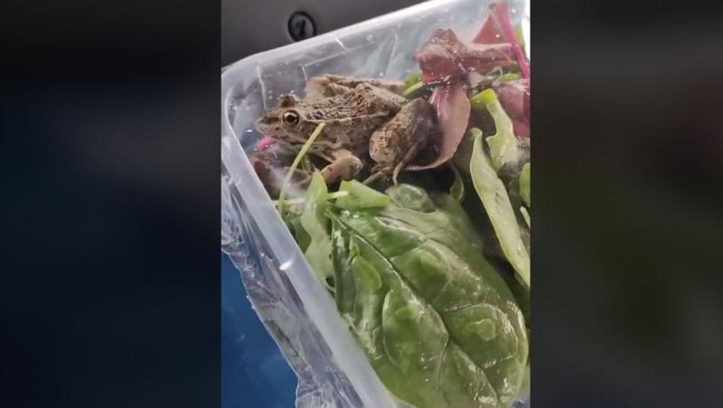 O tânără a cumpărat salată din supermarket și când s-a uitat mai atent a observat că ceva se mișcă în pachet: ”E cu surprize”