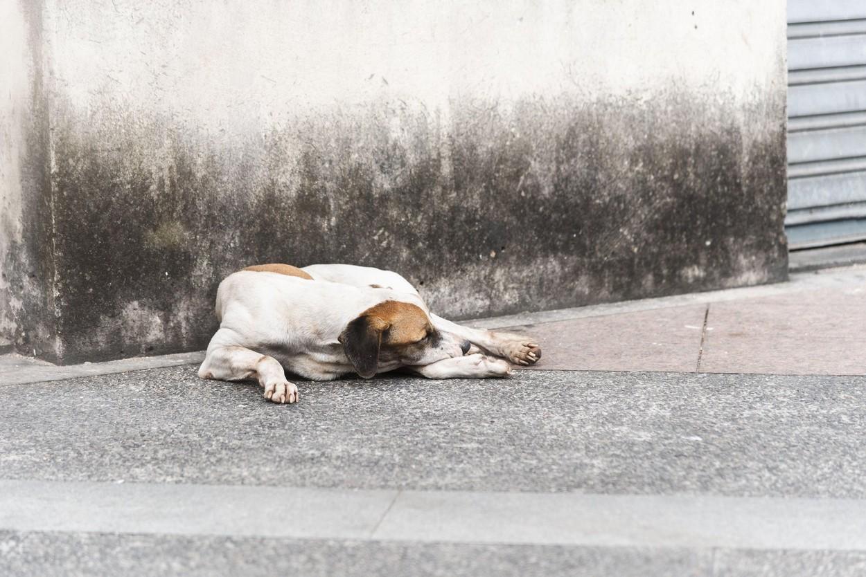 Un câine abandonat de stăpân în Gherla a încercat disperat să intre în curtea casei. Video cu reacțiile sfâșietoare ale animalului