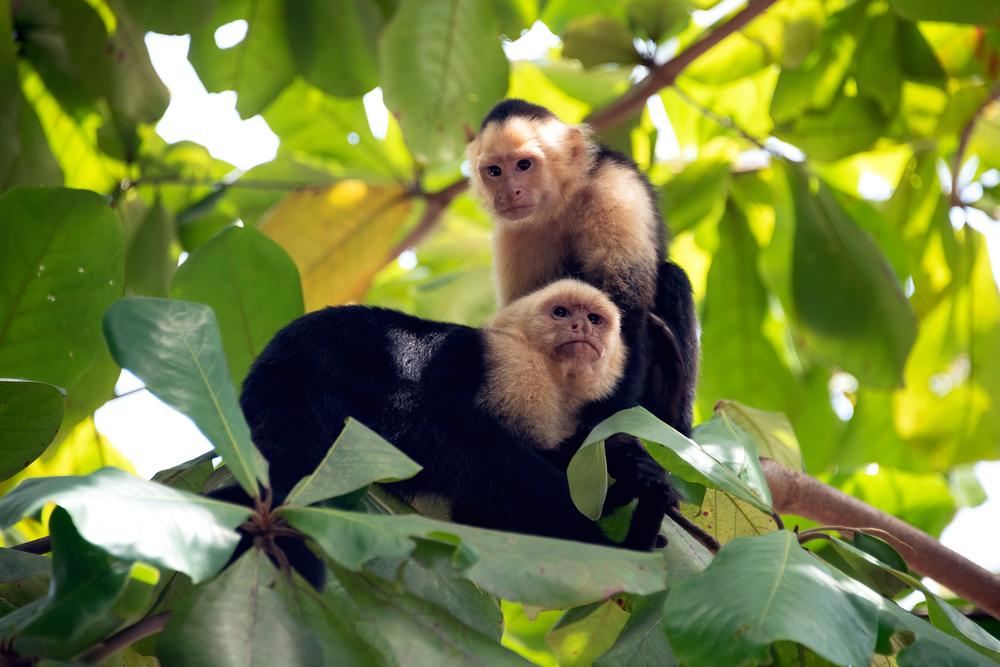 O fetiță ar fi fost răpită și crescută de maimuțe. Cum a reușit să trăiască 5 ani în pădurea tropicală și cum arată azi