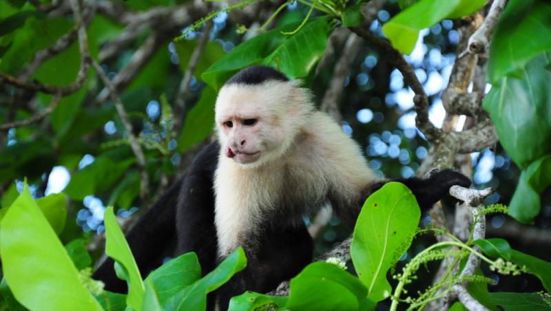 O fetiță ar fi fost răpită și crescută de maimuțe. Cum a reușit să trăiască 5 ani în pădurea tropicală și cum arată azi