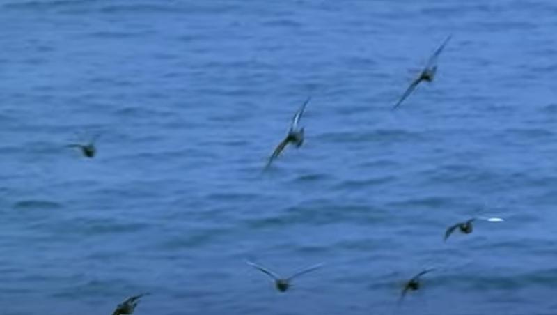 Bucureștenii au fost uimiți de apariția celei mai periculoase pasări din lume