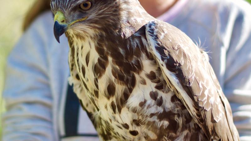Cea mai periculoasă pasăre din lume a fost zărită în București. Creatura rar întâlnită a fost fotografiată