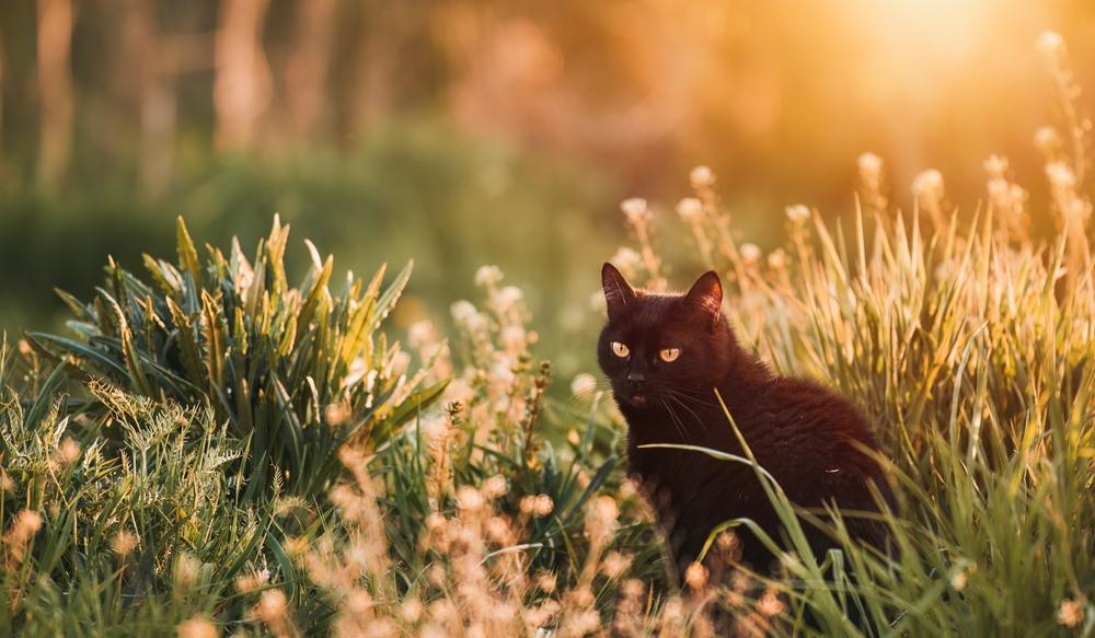 imagine cu o pisica neagra in iarba