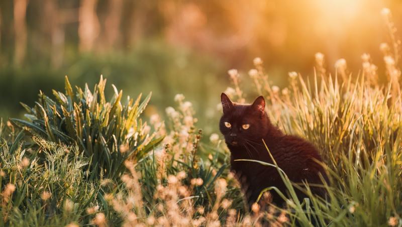 imagine cu o pisica neagra in iarba