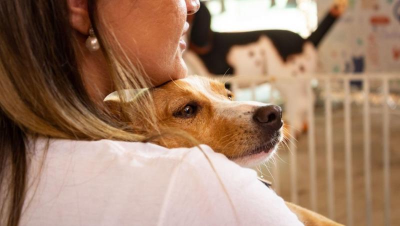 O femeie s-a enervat pe vecinii ei care și-au abandonat câinele ca să ia altul și a decis să le dea o lecție dură. Ce a făcut