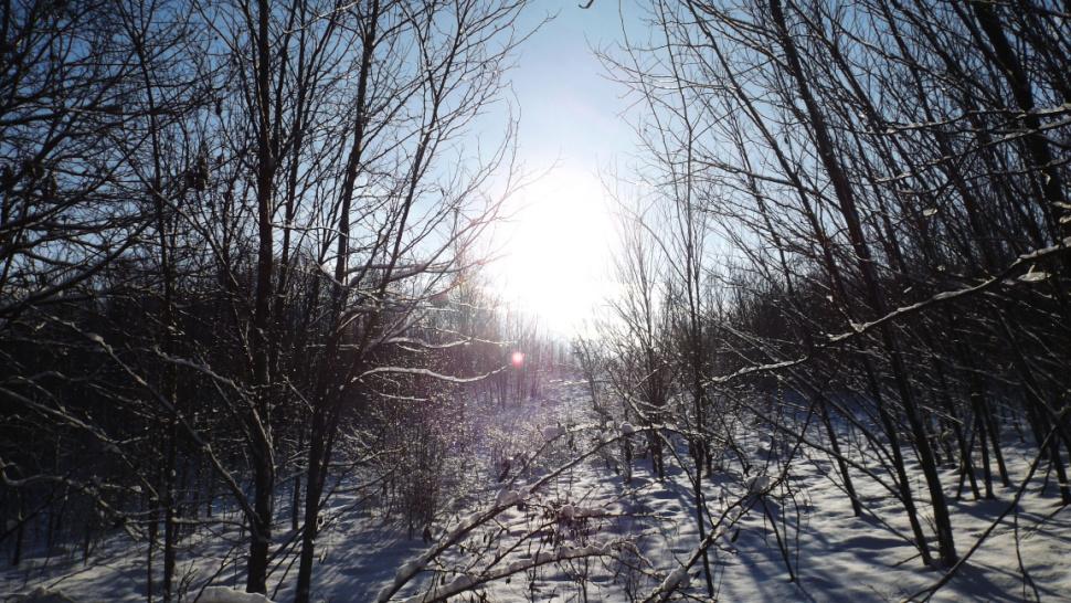 Imagine cu o pădure pe timp de iarnă