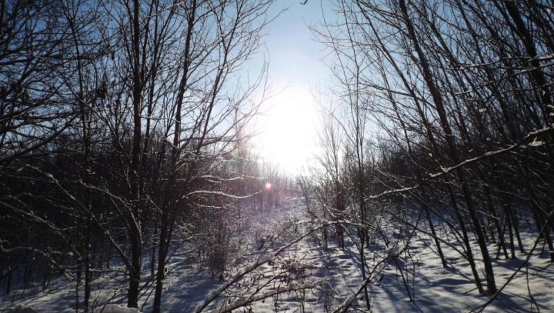 Imagine cu o pădure pe timp de iarnă