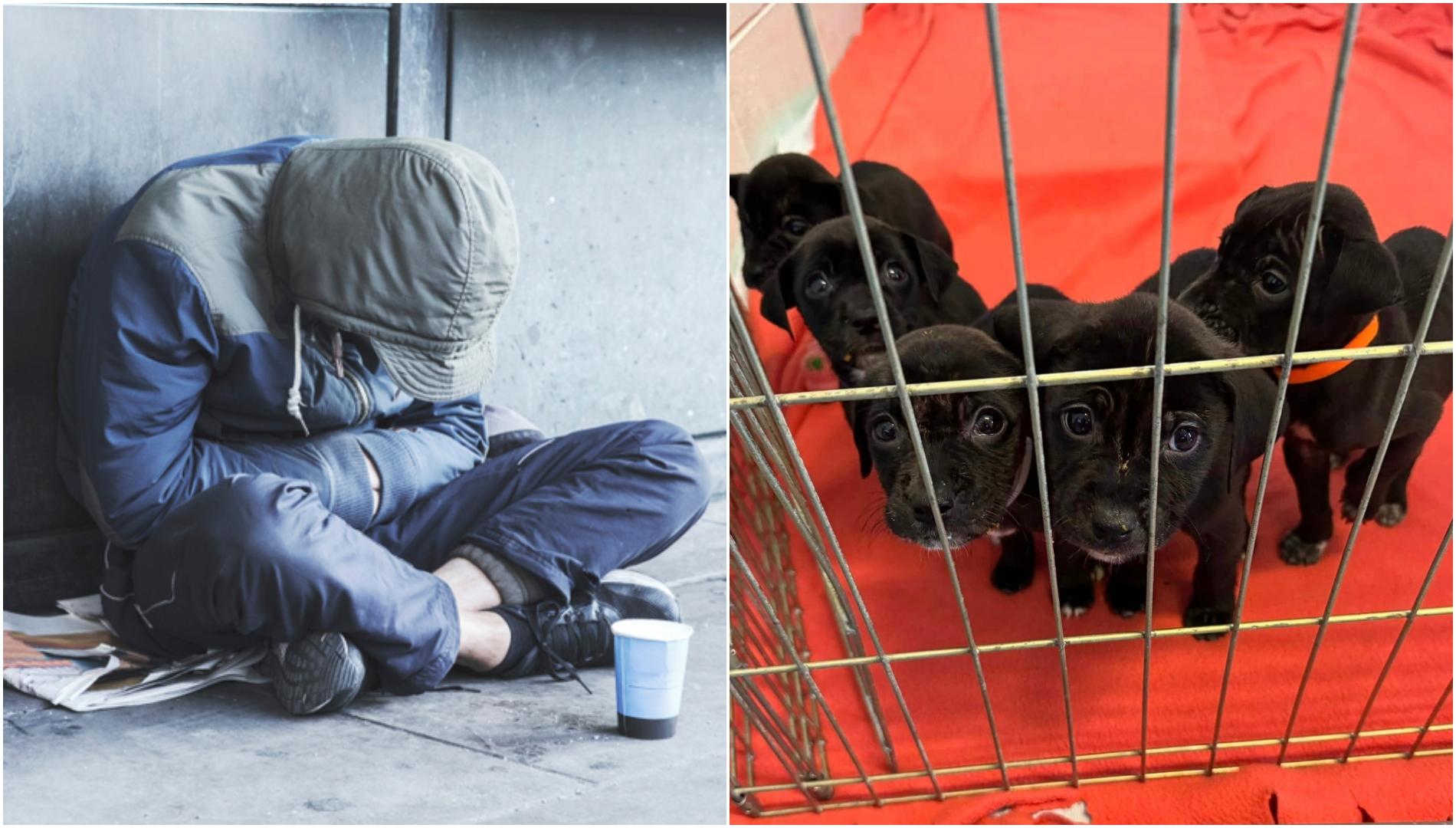 Ce a putut să facă un om al străzii după ce a găsit cinci pui de câine abandonați în ploaie. Gestul lui le-a salvat viețile