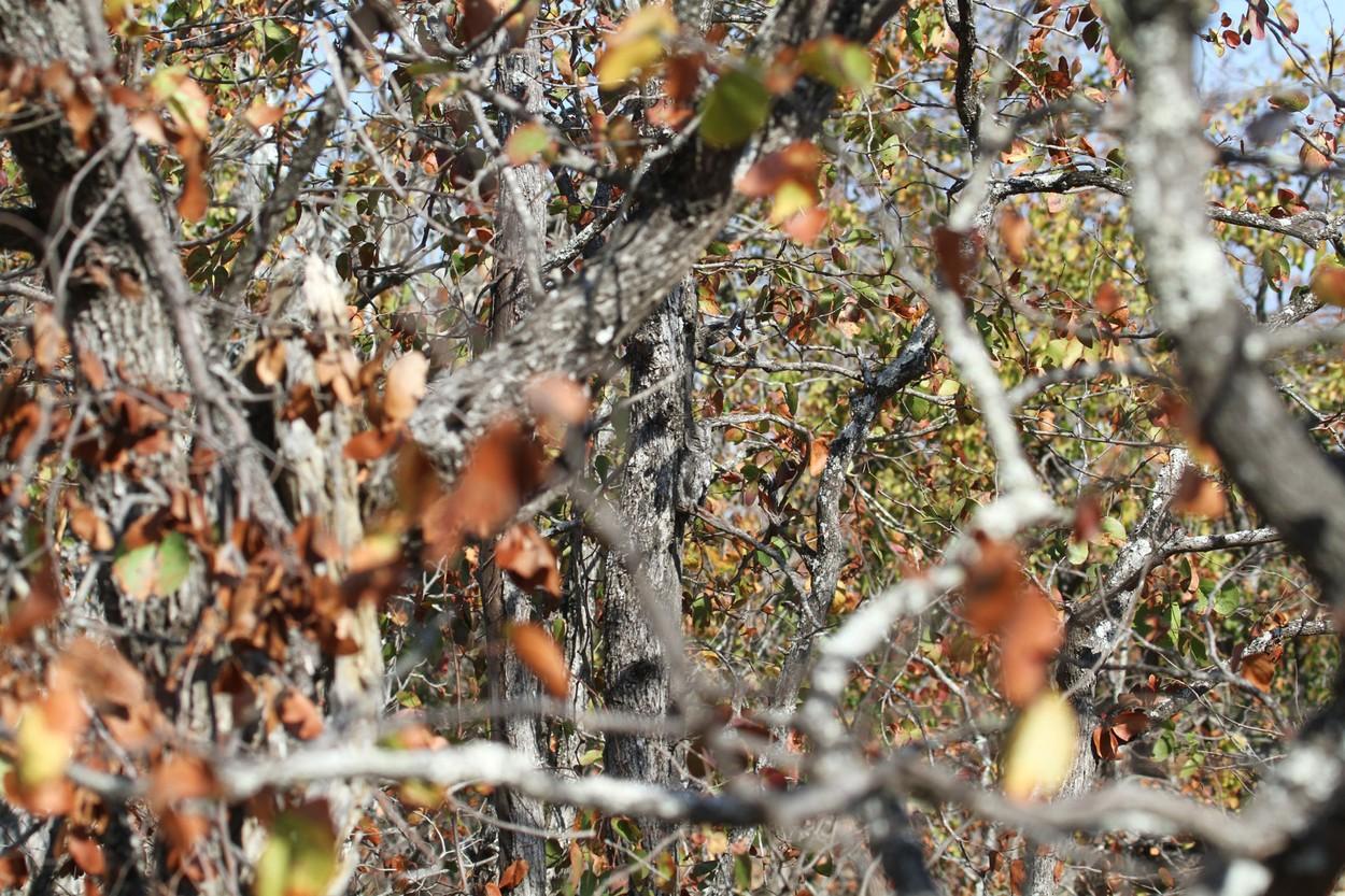 Iluzie optică virală! Privește imaginea din copac și descoperă unde se află bufnița, de fapt. Doar cei cu privire ageră reușesc