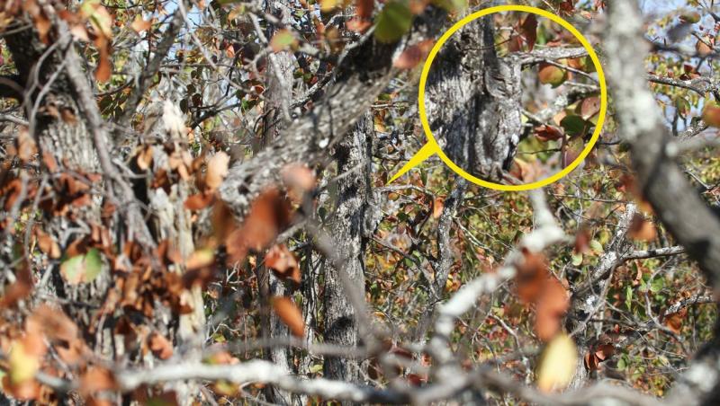 Iluzie optică virală! Privește imaginea din copac și descoperă unde se află bufnița, de fapt. Doar cei cu privire ageră reușesc