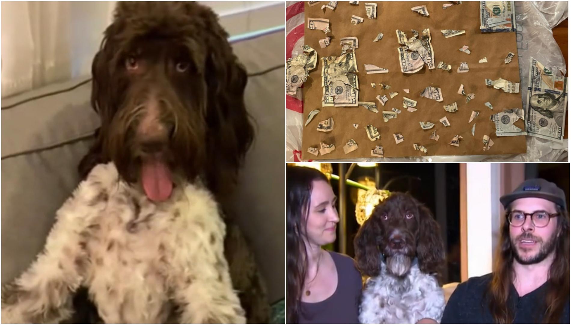 Un câine a mâncat toate economiile stăpânilor, de 4.000 de dolari cash. Cum au reacționat când au văzut bancotele sfâșiate